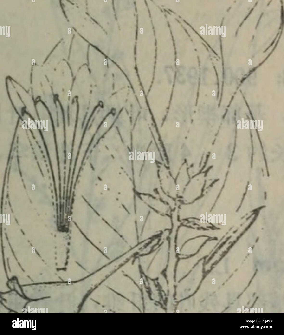 Da Lian Di Qu Zhi Wu Zhi Botanica A1301cc ª A 1302 C E Plantagineailam Hosta A Aschers Hosta Ventricosa S Team C Ae C E 1 A Ataµaa I Aºe A A Aee A A A 2 E C E Aee A Ae I E Cº 10 ac I Ec2 A A Eci A Ce 16a30ac A 1 Cae H Plantaginea