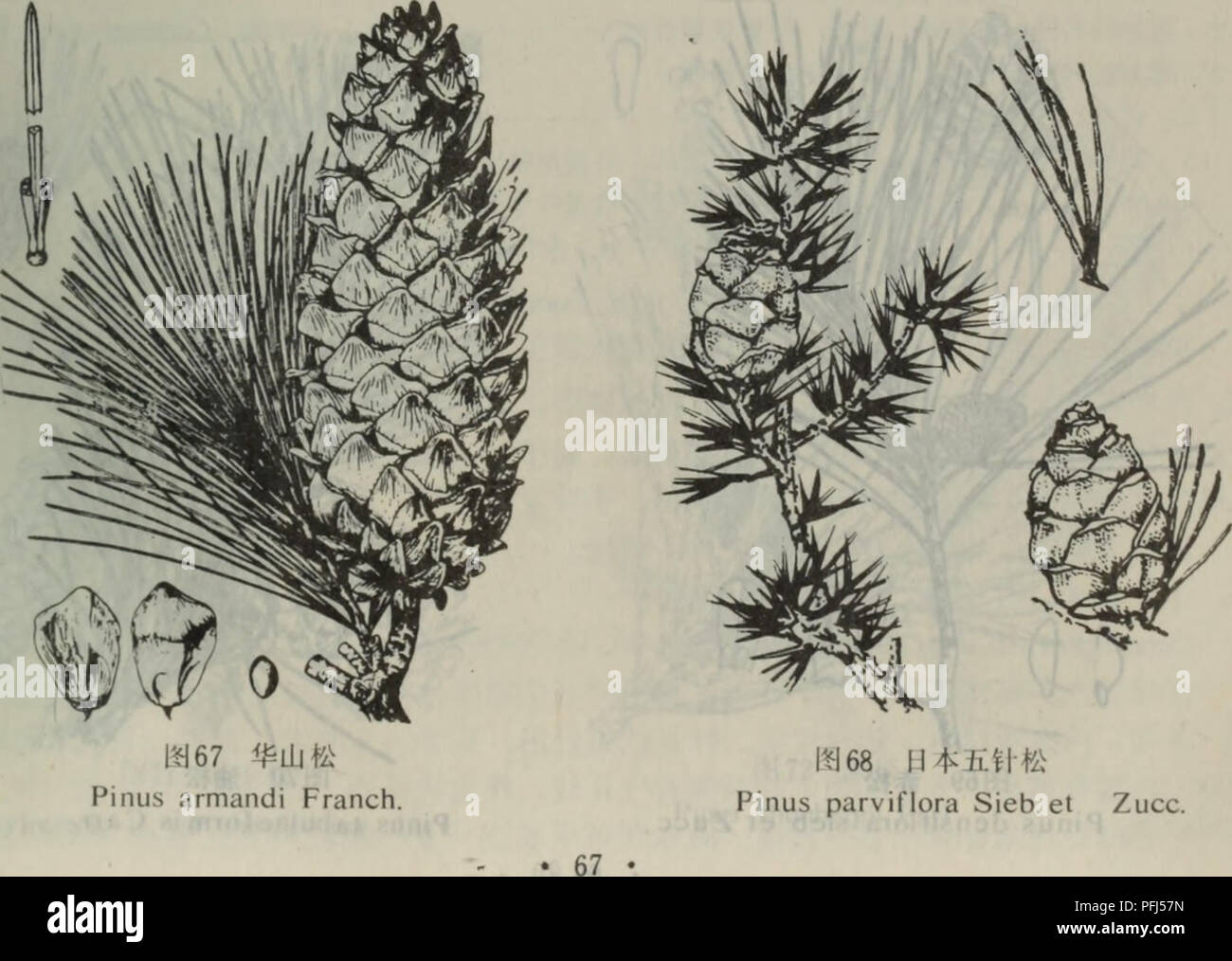 Da Lian Di Qu Zhi Wu Zhi Botanica A Aeaeae E A Ca A A A Aea A ºc Ae I E E I C A J E C I A A Ae Ae I A E A ºae E A ºa Ai E Raeaae Ei Ae A Ae I A A e E C A 3 Ae I A 67 Pinus Crmcndi Franch En Nouv Arch Mus Hist Nat Ser De