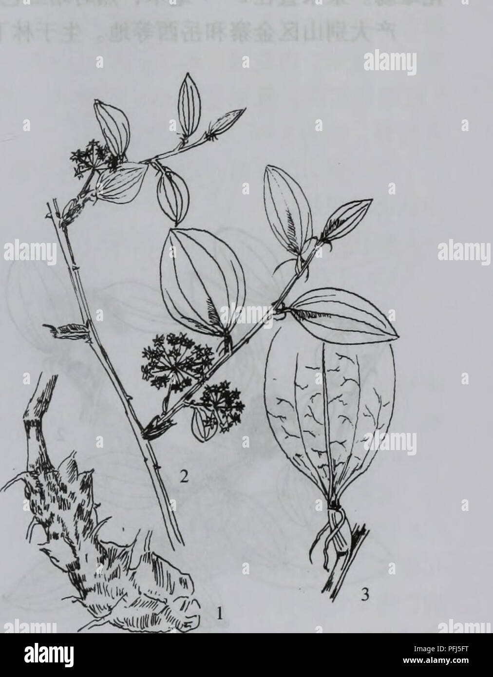 Da Bie Shan Zhi Wu Zhi Botanica Ac Ac Liliaceae 227 5 C Ae Ae308 Smilax Scobinicaulis Ei A C H Wright Ae C A Ae Ec E A Aeaaeccaºaee Ae 45i E Aºi Aºec Ae C I C E E I Ea E C C Caºaeae Aµa Aeae Ac Aµa I A eae ºe E E I E 4 12