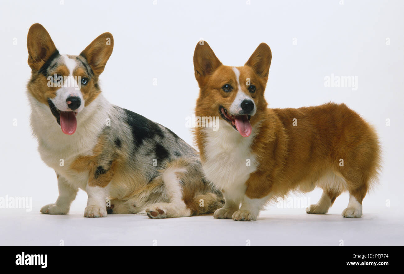 Dos corgies galesa. Foto de stock