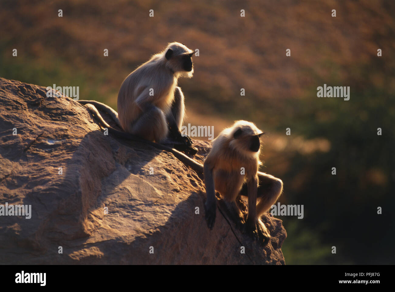 Dos Langurs o monos Hanuman (Semnopithecus entellus) sentado sobre una roca con vistas valle, vista lateral. Foto de stock