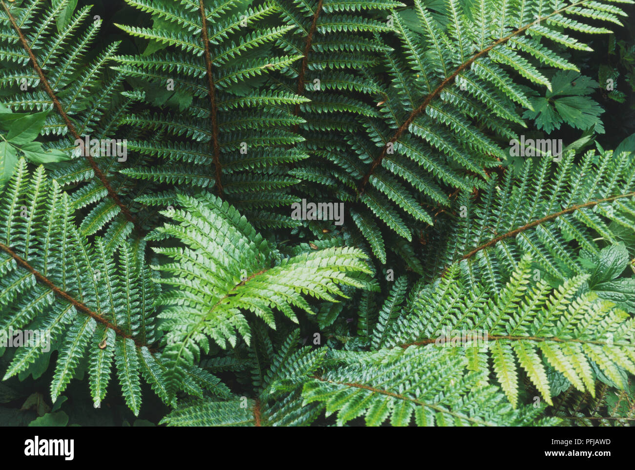 Polystichum polyblepharum, Borla, hojas de helecho Fotografía de stock -  Alamy