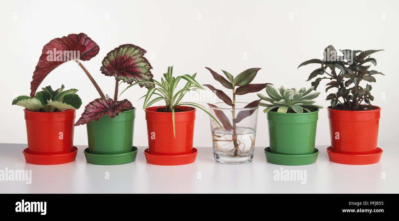 Violeta Africana, hojas pintadas begonia, planta araña, tradescantia,  aeonium y árbol de plata, de izquierda a derecha Fotografía de stock - Alamy