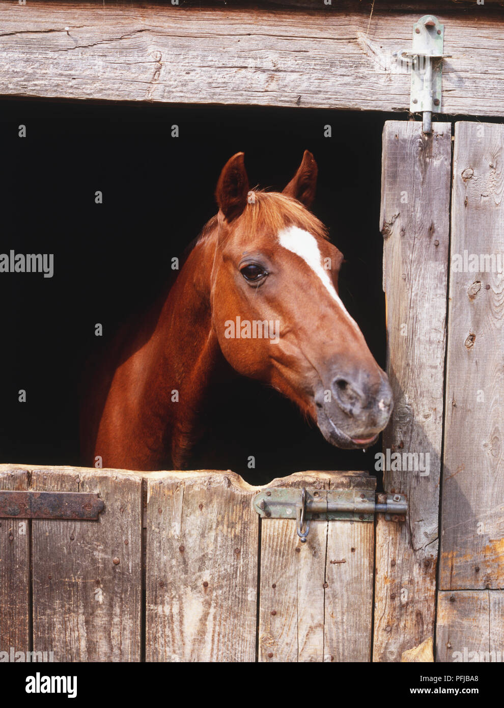 Brown pony (Equus caballus) mirando hacia la puerta del establo Foto de stock