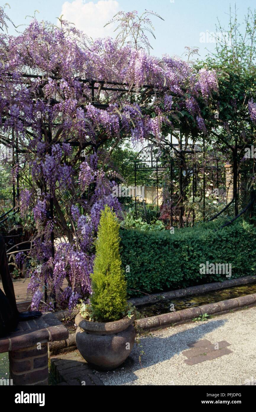 Wisteria sinensis glicinia (Chino), planta trepadora con flores de color  lila, creciendo en el bastidor en el jardín Fotografía de stock - Alamy