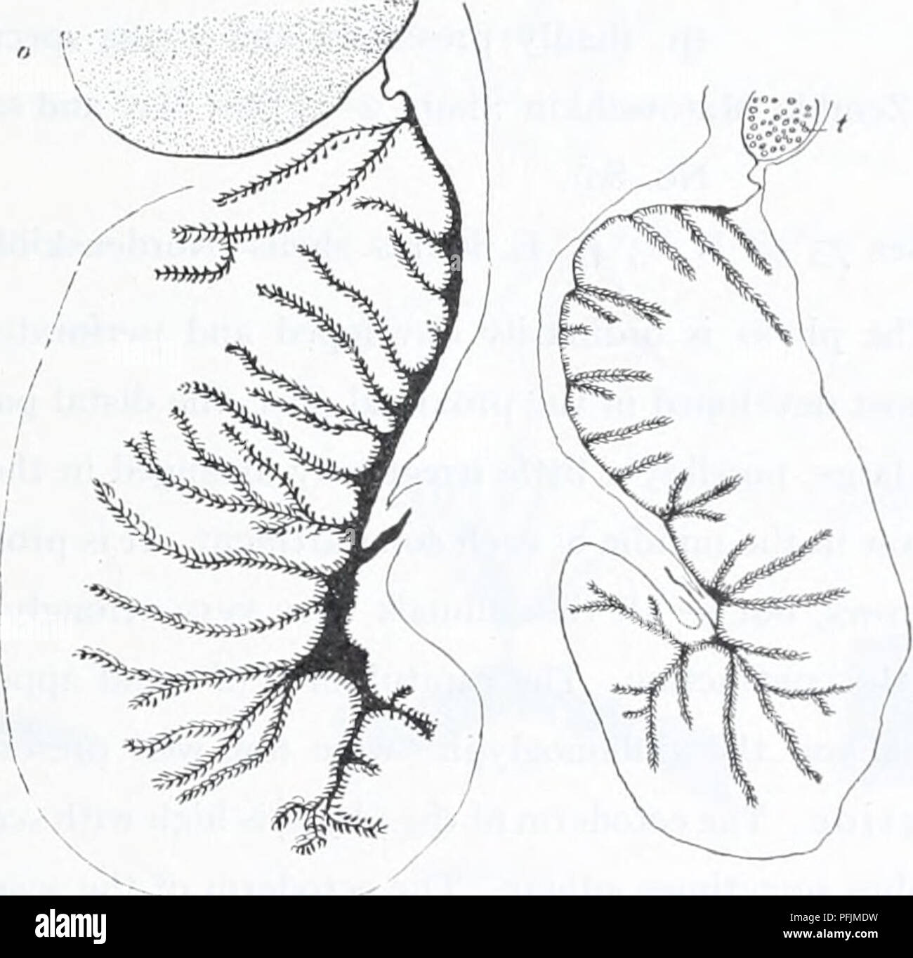 . Ingolf danés-expedición. Los animales marinos -- las regiones árticas; expediciones científicas; las regiones árticas. 39 tocysts ACTINIARIA. Los nematocistos de los actinopharynx también son de dos tamaños. El tamaño de la spirocysts (sp). AUD nematocistos (n) en las diversas regiones del cuerpo es como sigue. Hábitat nemathybomes capituluin tentáculos actinopharynx. n n n n. sp., n. I) I.OCO Correa (Mort. 1900 29-39 X 3-5-4", 55 a 72 x 5 u - 17-19 X 1-2 U 10-14 X 1-2 jU - 24 x 2-2,5 u 2) - ( - 1912 24 - 33 X (2,5) 3* - 7-12 X 1.5/1 17-19 X 2 10-17 X 1-2 - 3) - (Schiodte) 26-43 X 3-3,5 (2,5 - 4) El Soun Foto de stock
