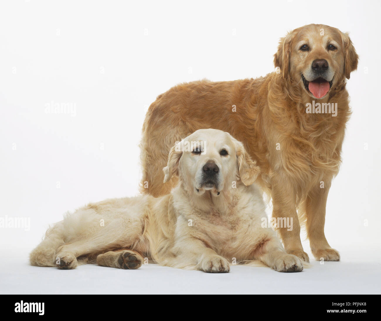 Dos Golden Retrievers (Canis familiaris), uno está acostado sobre su  costado y el otro pie detrás de ella con la lengua colgante, vista frontal  Fotografía de stock - Alamy