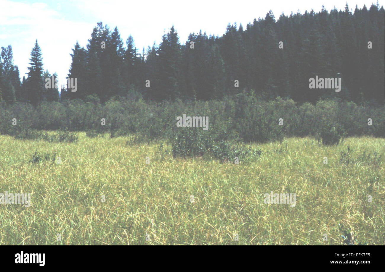 . Inventario ecológico de sitios de humedales en el ThompsonFisher