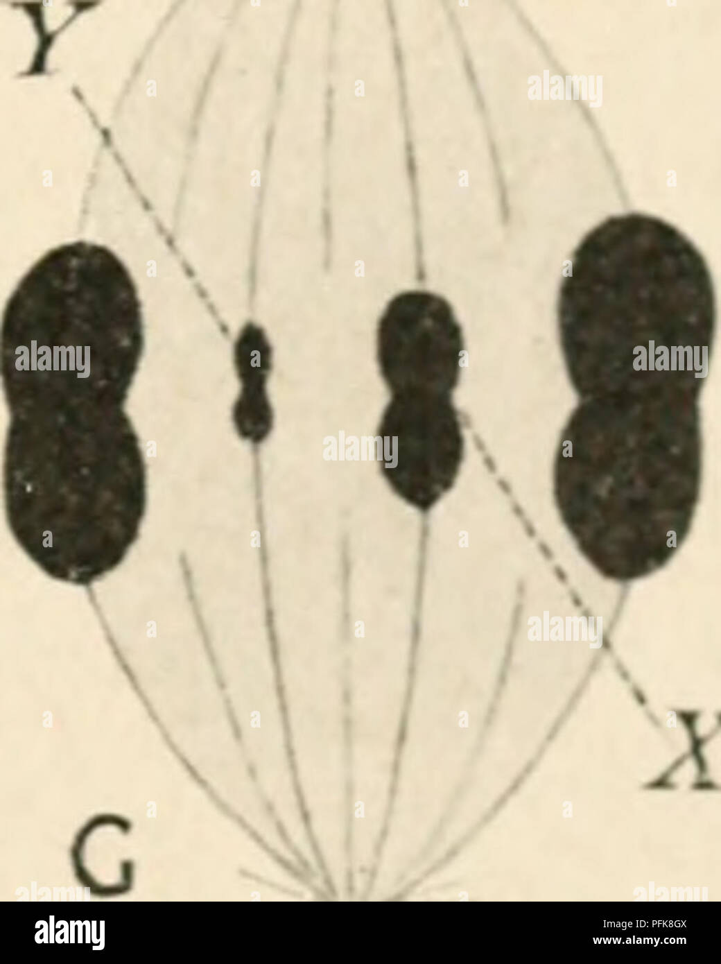 La Citologia Con Especial Referencia A La Metazoan Nucleus Las Celulas K L Los Cromosomas De Lygaeus Turcicus Despues De Wilson J E Z 1905 Y 1912 Spcrmatcjonial Telofase B Posteriormente La Citologia Con Especial Referencia A La Metazoan Nucleus Las Celulas K L Los Cromosomas De Lygaeus Turcicus Despues De Wilson J E Z 1905 Y 1912 Spcrmatcjonial Telofase B Posteriormente