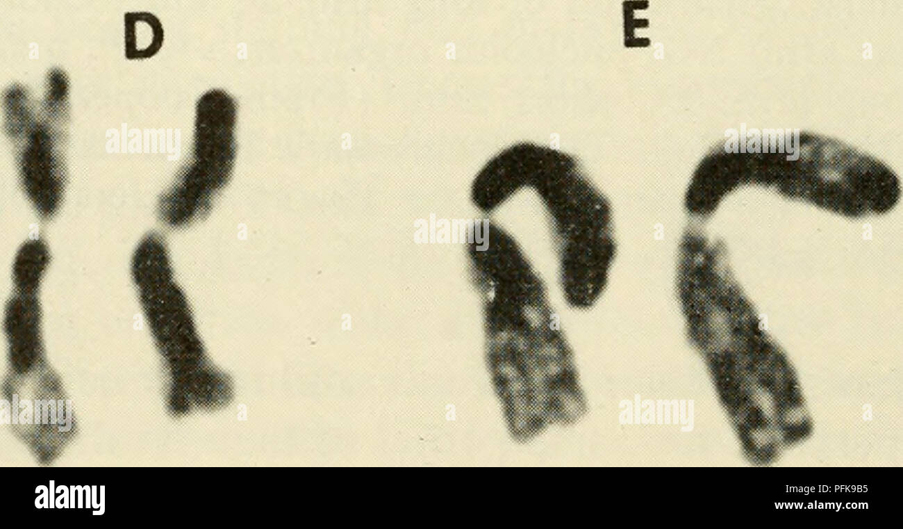 . La citología. La citología. (A) Figura 4-14. (A) Microfotografía de los cinco pares de cromosomas a partir de una única célula de Trillium grandiflorum, mostrando el patrón de dife- entially segmentos reactiva producida por el prolongado tratamiento en frío. Nota dif- rencias entre homólogos con respecto al grado de expresión, (b) {Contin. en la página opuesta.) 92 / Capítulo 4. Por favor tenga en cuenta que estas imágenes son extraídas de la página escaneada imágenes que podrían haber sido mejoradas digitalmente para mejorar la legibilidad, la coloración y el aspecto de estas ilustraciones pueden no parecerse perfectamente a la obra original. Wilson, G. B. (George Foto de stock