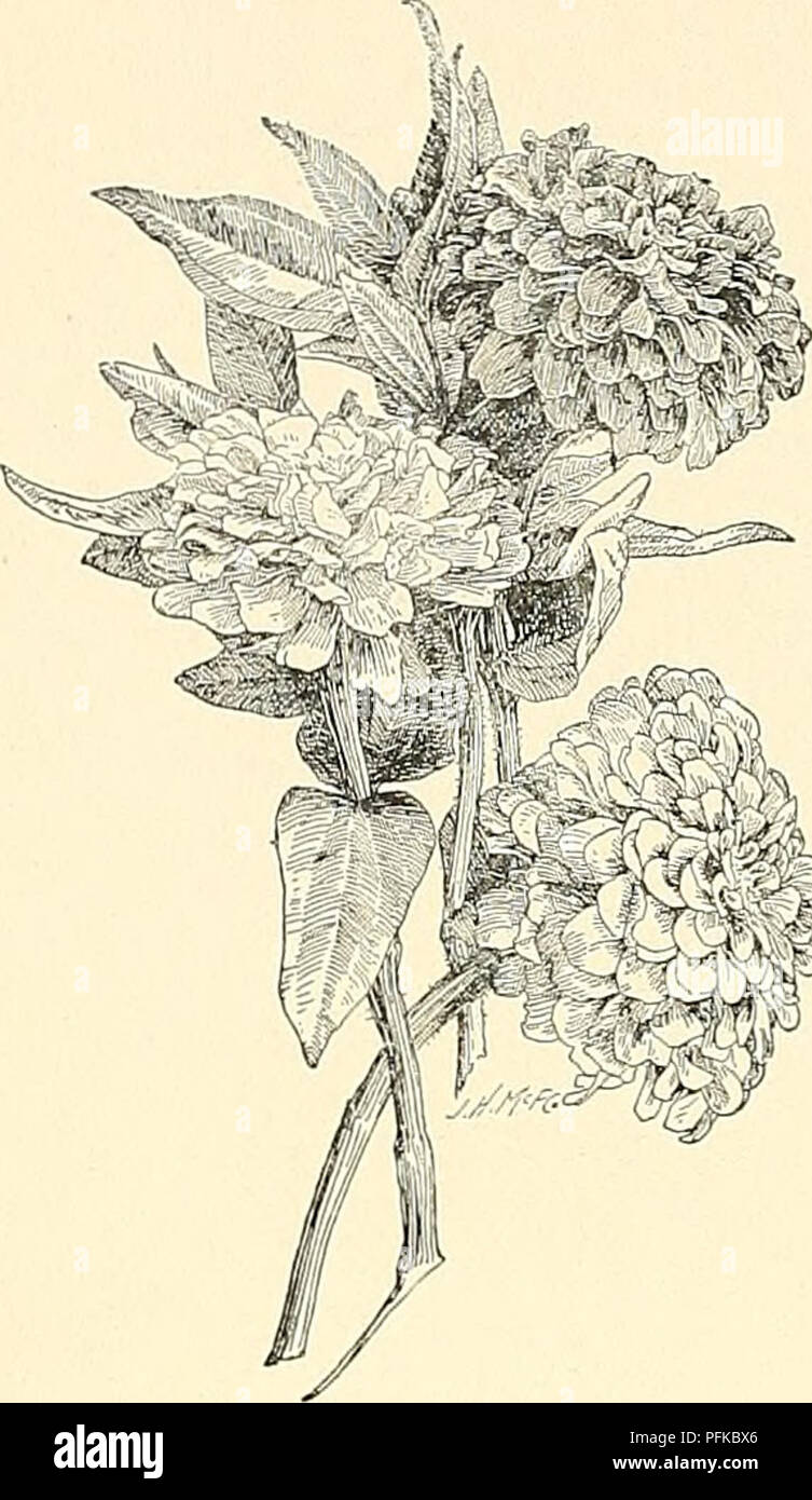 . Cyclopedia of American horticultura, compuesto de sugerencias para el cultivo de plantas hortícolas, las descripciones de las especies de frutas, hortalizas, flores y plantas ornamentales vendidos en los Estados Unidos y Canadá, junto con los Esbozos Biográficos y geográficos. Jardinería. 2012 ZINNIA ZINNIA necesarias. Las variedades enanas debe establecerse 14-16. Además: taller tipo 2 ft. en cada sentido. Zinnias tienen dos clases de semillas, triangulares y con forma de corazón. Las semillas triangulares son largas, estrechas, de espesor. 2795. Zinnias doble (X X)- y estriadas. Las semillas con forma de corazón se corta, ancha y plana. Algunos gr Foto de stock