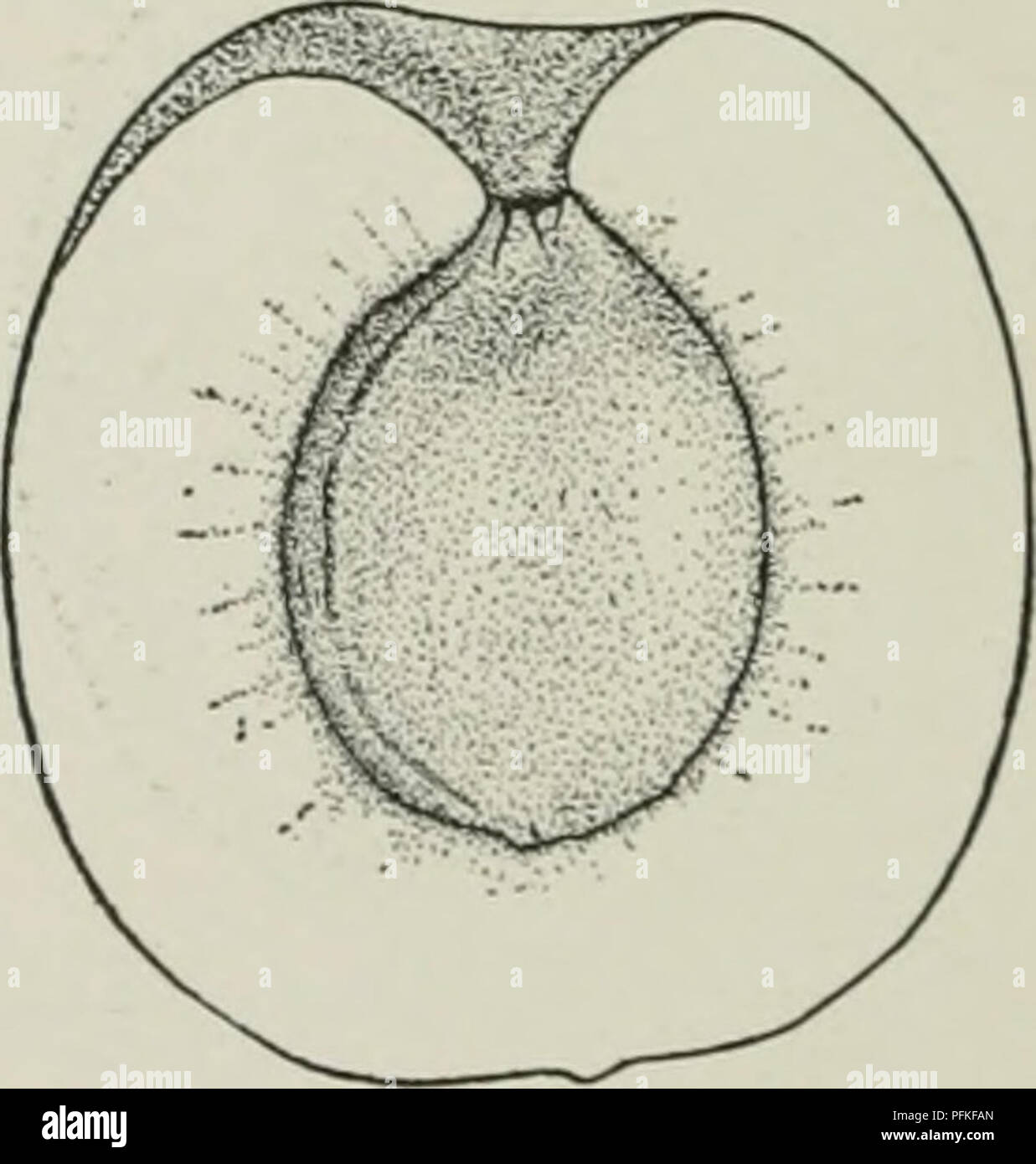Como Se Dice Poco En Inglés Cyclopedia de hardy frutos. Fruto; fruto de la cultura. 110. Moorpark.  (XVo) tamaño, apariencia, guapo y mejor calidad; han sido durante mucho  tiempo el estándar de excelencia en "Apariencia y calidad.