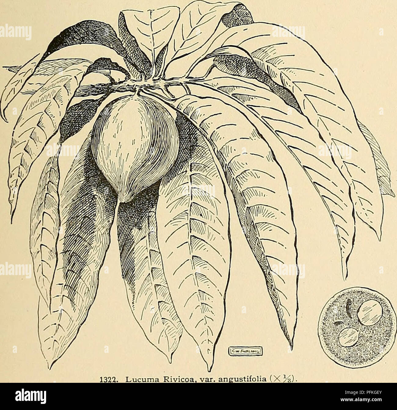 Lucuma Fotos E Imagenes De Stock Alamy