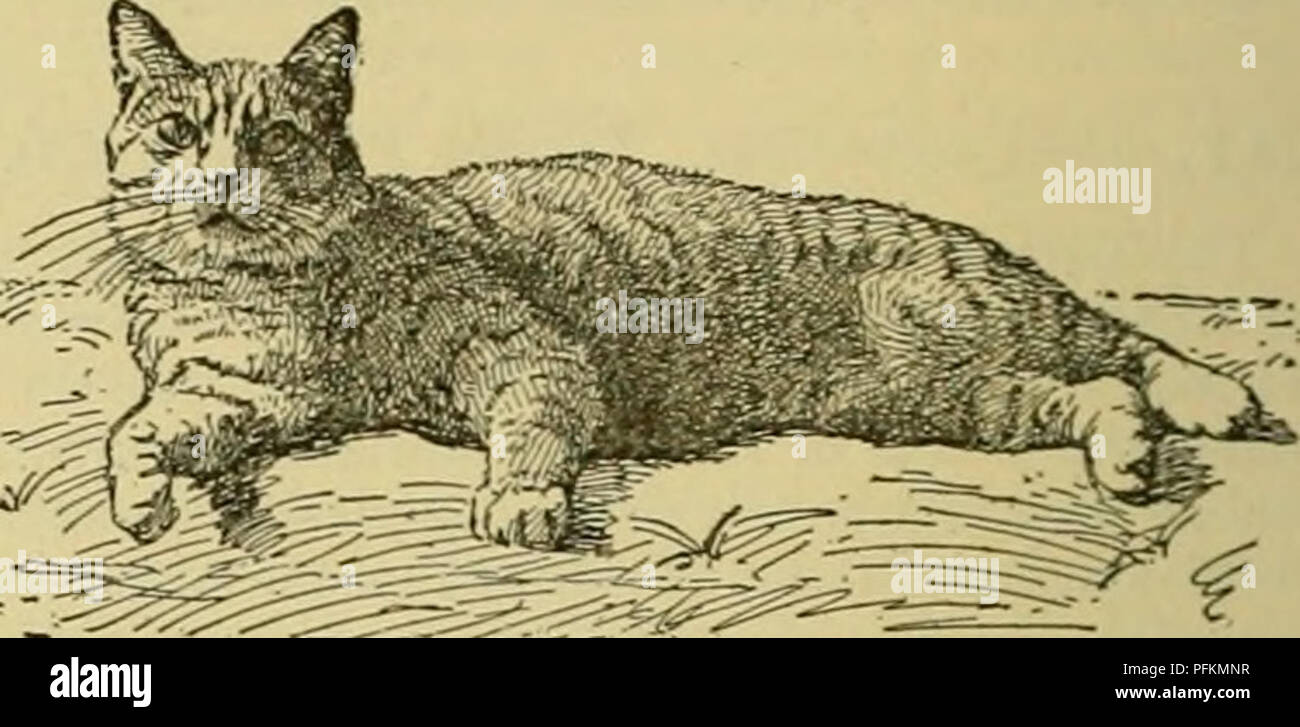 Cyclopedia De Animales De Granja Animales Domesticos Productos De Origen Animal 300 La Raza De Gato