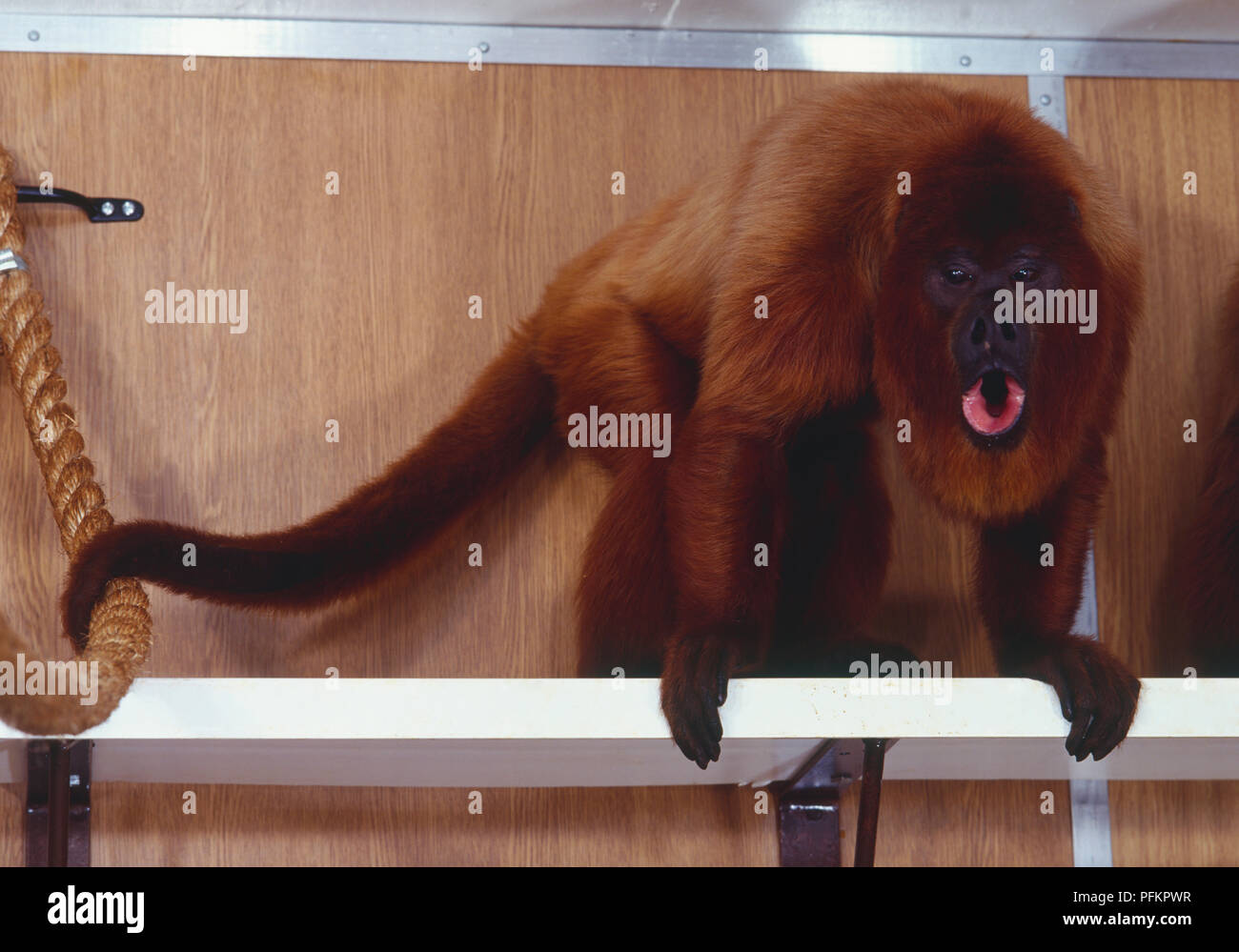 Vista lateral del Mono Blanco con la boca abierta Fotografía de stock -  Alamy