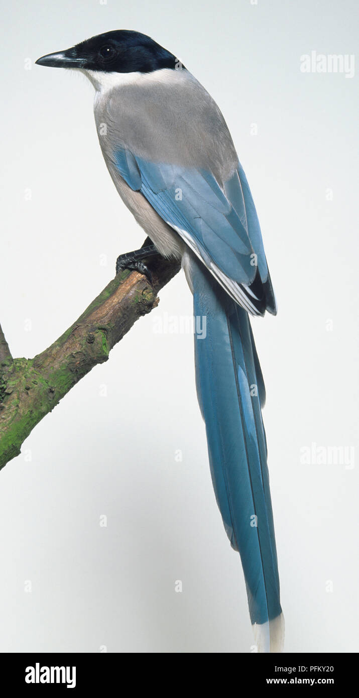 Vista lateral de una urraca Azure-Winged, posado en una rama, mostrando su corto, Blue Wings, brillante plumaje azul/plumas y largo, arqueado, graduado de la cola. Foto de stock