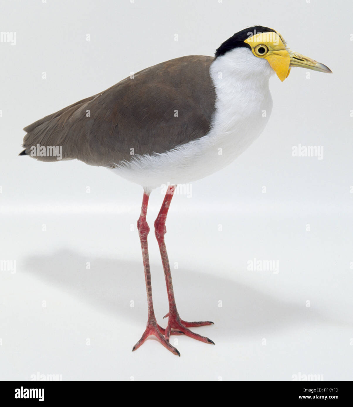 Vista lateral de un Masked Lapwing con cabeza de perfil, mostrando la parte superior del cuerpo marrón, blanco en la parte inferior del cuerpo y cuello plumaje, un gorro negro en la parte superior de la cabeza, la cara amarilla acacia y Bill, y piernas largas. Foto de stock