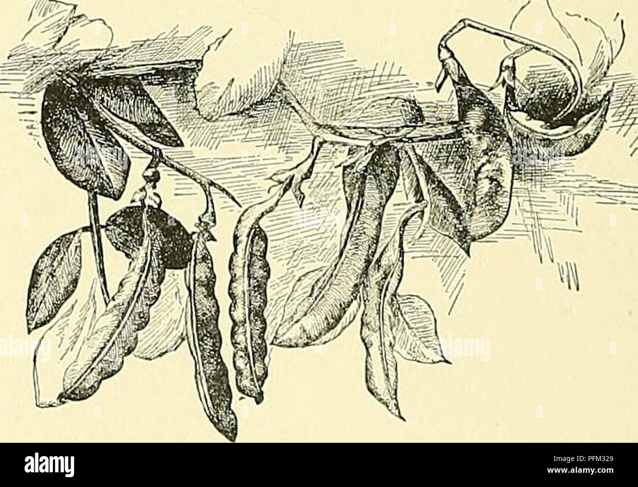 . Cyclopedia of American horticultura, compuesto de sugerencias para el cultivo de plantas hortícolas, las descripciones de las especies de frutas, hortalizas, flores y plantas ornamentales vendidos en los Estados Unidos y Canadá, junto con los Esbozos Biográficos y geográficos. Jardinería. 1658. Guisante, Campeón de Inglaterra (X K). Después de la cosecha, cuando no necesariamente han perdido mucho de su buena calidad. Por lo tanto, es una gran ventaja tener su propio suministro. Aunque son de fácil cultivo, no siempre es factible para darles un lugar en su propio jardín, porque requieren conside- erab Foto de stock