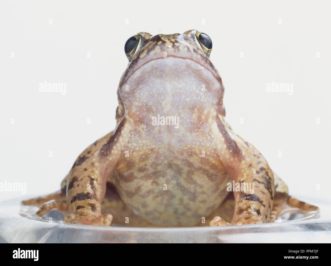 Rana toro (Rana catesbeiana) con la piel de color marrón claro, marrón y verde blotching, grandes ojos protruyentes, sentado, mirando hacia arriba, vista frontal Foto de stock