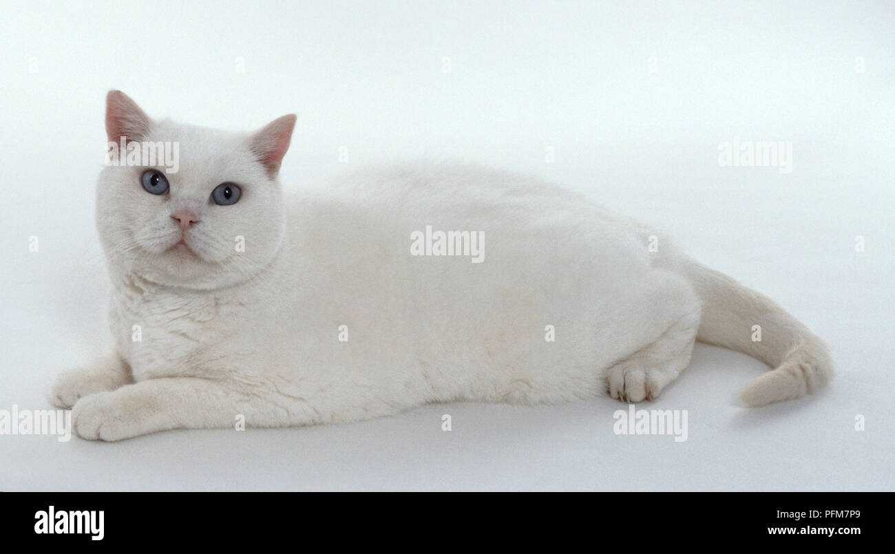 Ojos azul zafiro fotografías e imágenes de alta resolución Alamy