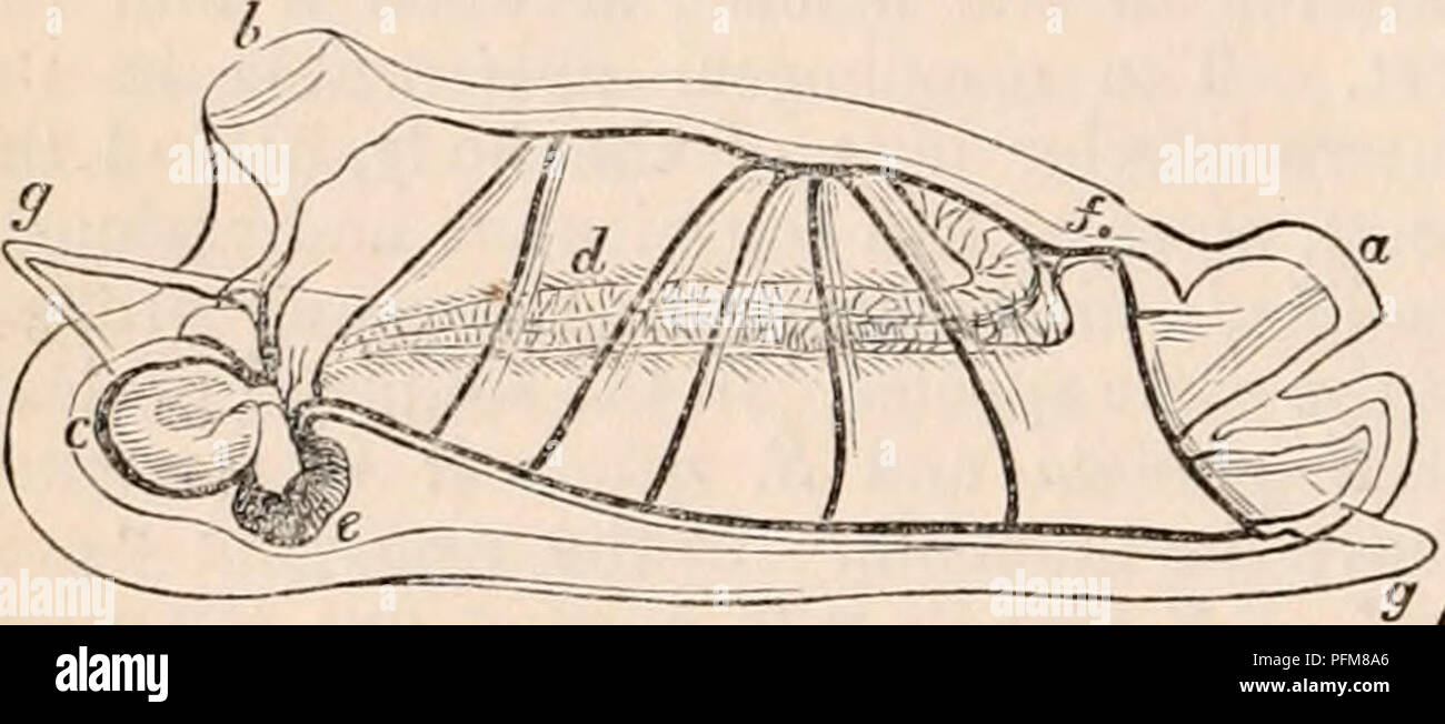 . La cyclopaedia de anatomía y fisiología. Anatomía; fisiología; Zoología. 1232 TUNICATA. gran ano. La materia fecal contenida en el mismo es verdoso y vermiforme. El hígado (testículo, Krohn) de esta especie parece estar compuesta de grandes filamentos longitudinales, paralelos, y termina posteriormente en un punto delicado, oblicuos. También difiere de la de otras especies en el hígado de un color blancuzco. El intestino del Salpians trenzado es generalmente una vez o dos veces tanto alrededor o dentro del hígado, con la terminación del ano casi libre de éstos, cerca de la fijación del salvado anterior Foto de stock