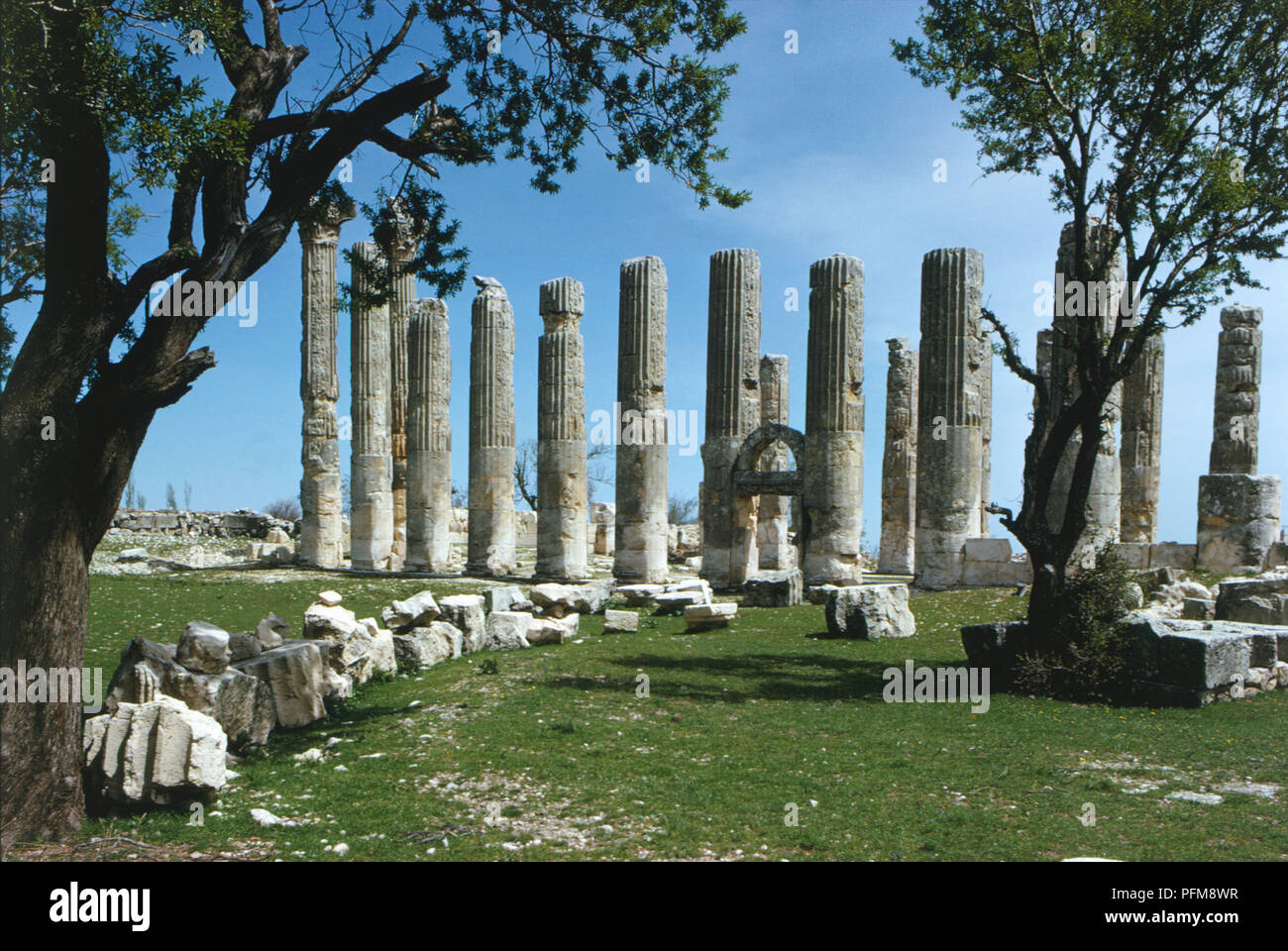 Turquía, Kayseri, antiguas ruinas y columnas en filas paralelas, enmarcadas por los árboles. Foto de stock
