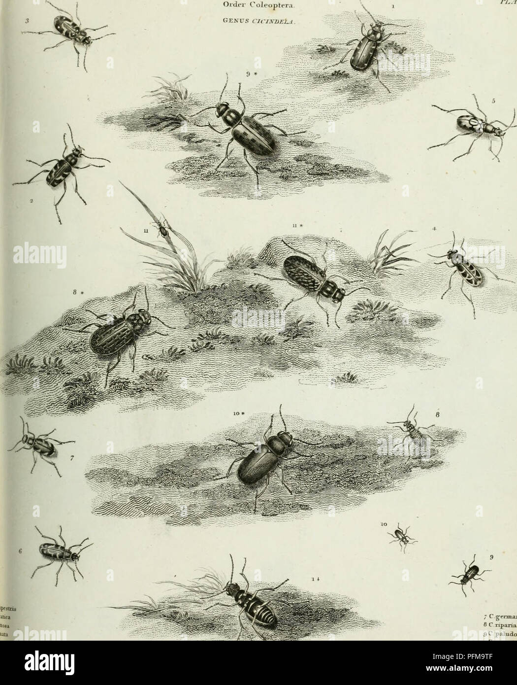 . La cyclopaedia, o diccionario universal de las artes, las ciencias y la literatura. Las placas. Enciclopedias y diccionarios. U.STft. La Entomología. J. euhlithat placa lu- tlu .ic4.mov dircets ijSi;} por Lotwman Hiim Jlxs Omu- X- marrón Taumttrtrr iPoi. 7 C-crermajiica riparia e C 9 C paludosa, 30 C aqnatica nC .flavipes. Por favor tenga en cuenta que estas imágenes son extraídas de la página escaneada imágenes que podrían haber sido mejoradas digitalmente para mejorar la legibilidad, la coloración y el aspecto de estas ilustraciones pueden no parecerse perfectamente a la obra original. Rees, Abraham, 1743-1825. Londres, Longman, Hurst, Rees, Orme &Amp; B Foto de stock