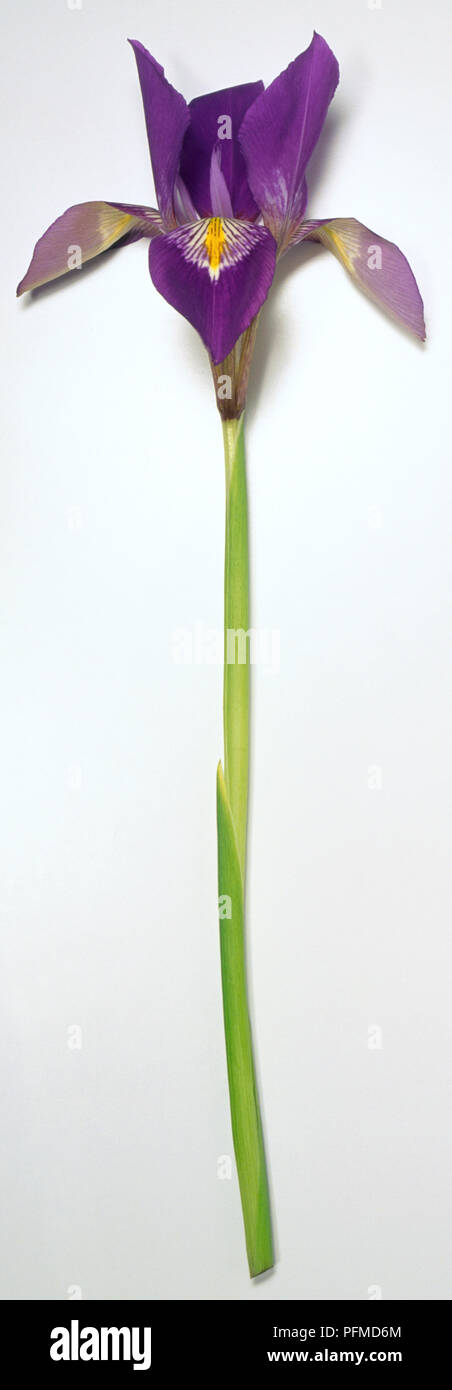 Iris unguicularis flor morada con pétalos simétricos con líneas blancas y  amarillas en el centro y un tubo largo tallo Fotografía de stock - Alamy