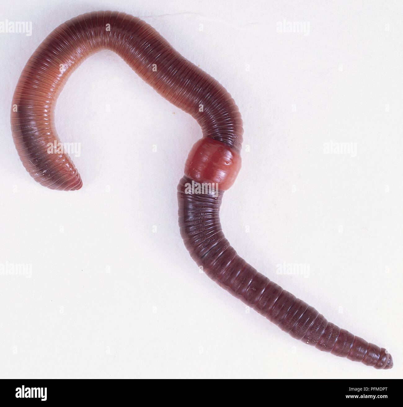 Gusano segmentado (Annelida) mostrando la sección media hinchada Foto de stock