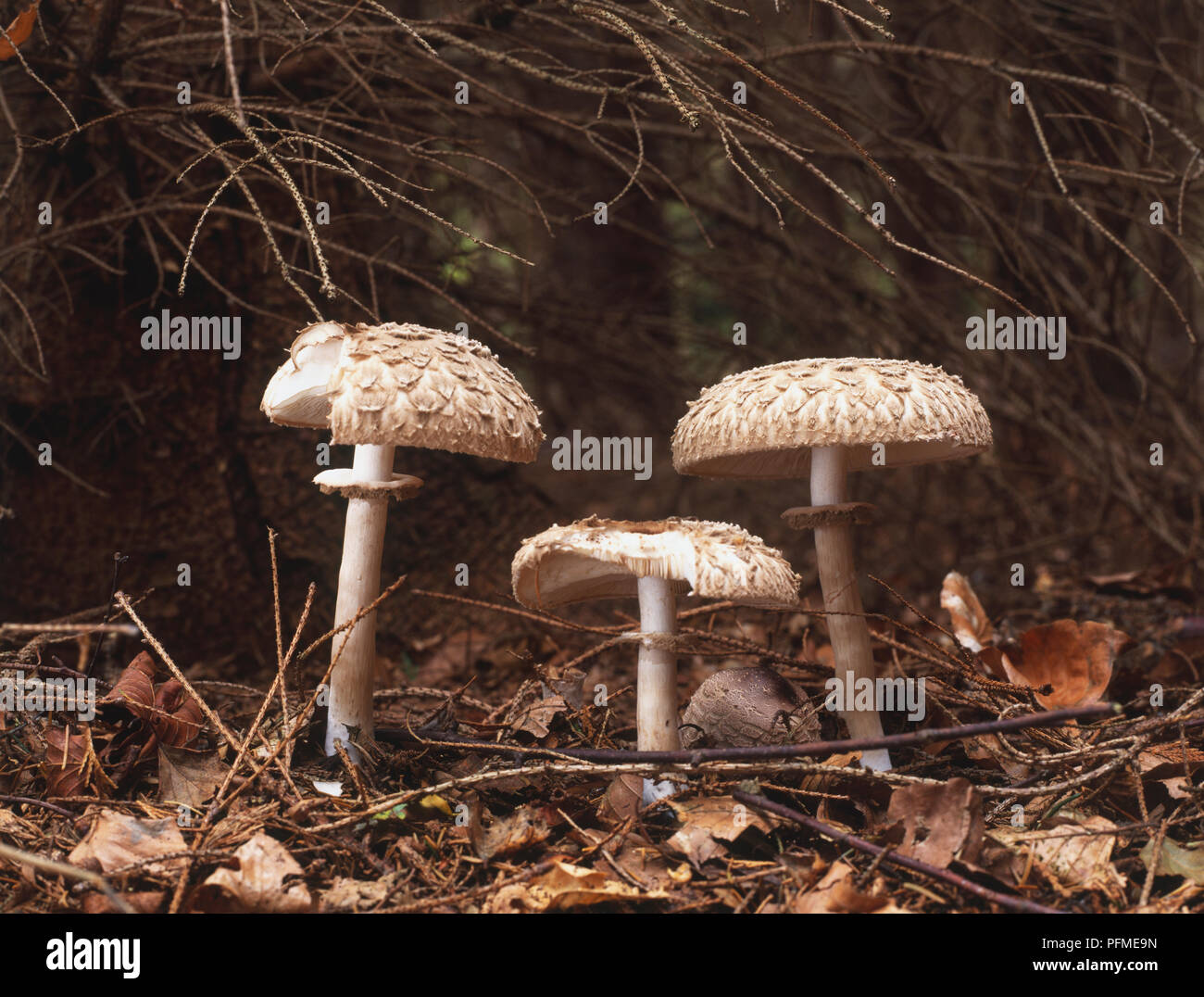Macrolepiota rhacodes, tres hongos en el piso del bosque Foto de stock
