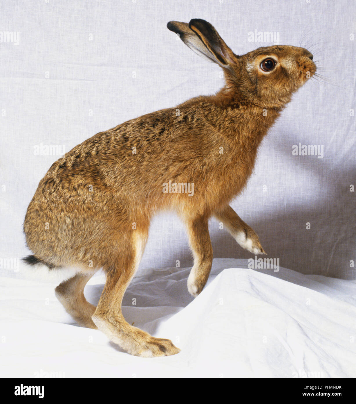 Conejo De Pie Sobre Las Patas Traseras Fotos e Imágenes de stock Alamy