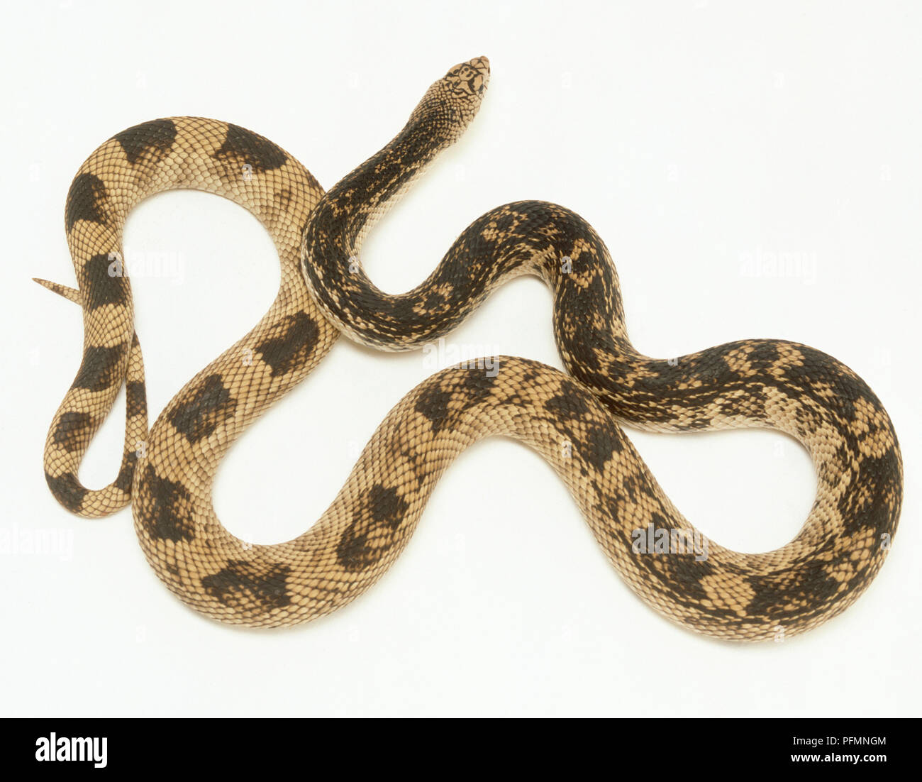 La serpiente (pinos Pituophis melanoleucus), retorciéndose, vista desde arriba Fotografía de