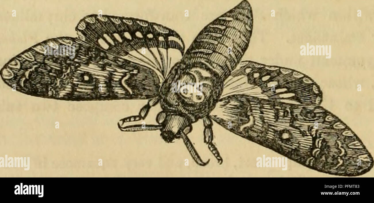Cuvier S Animal Kingdom Ordenados Segun Su Organizacion Los Animales 608 Insecta La Segunda Familia De Los Lepidopteros El Crepuscularia Ha Cerca Del Origen De La Exteraal Borde De Las Alas