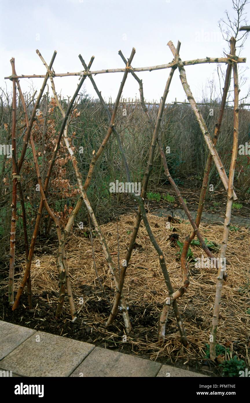 Postes atados juntos para hacer de soporte para plantas trepadoras como  fríjol Fotografía de stock - Alamy