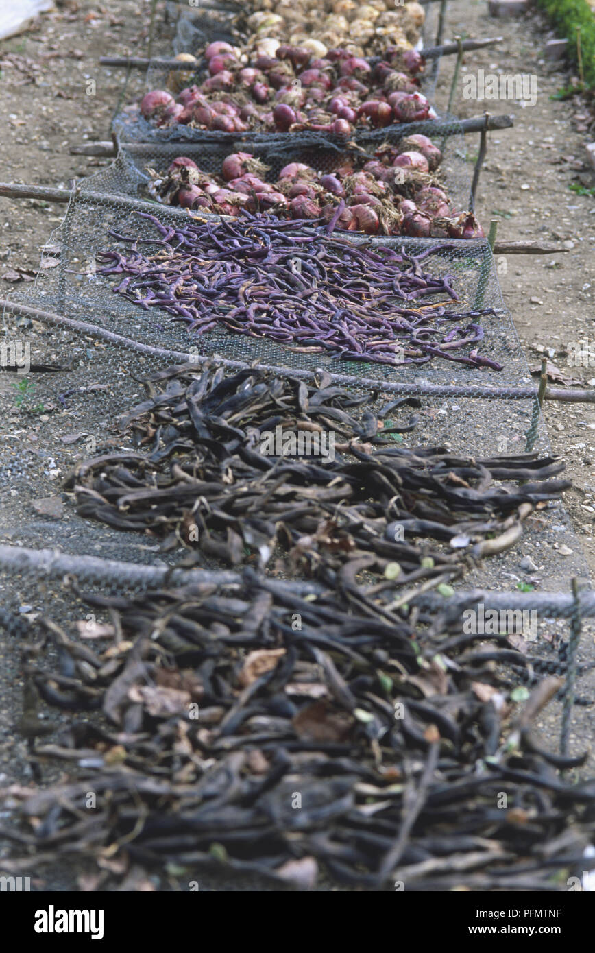 El secado de poblaciones cultivadas, incluidas las cebollas y judías, en chicken wire repartidas en las estacas de madera. Foto de stock