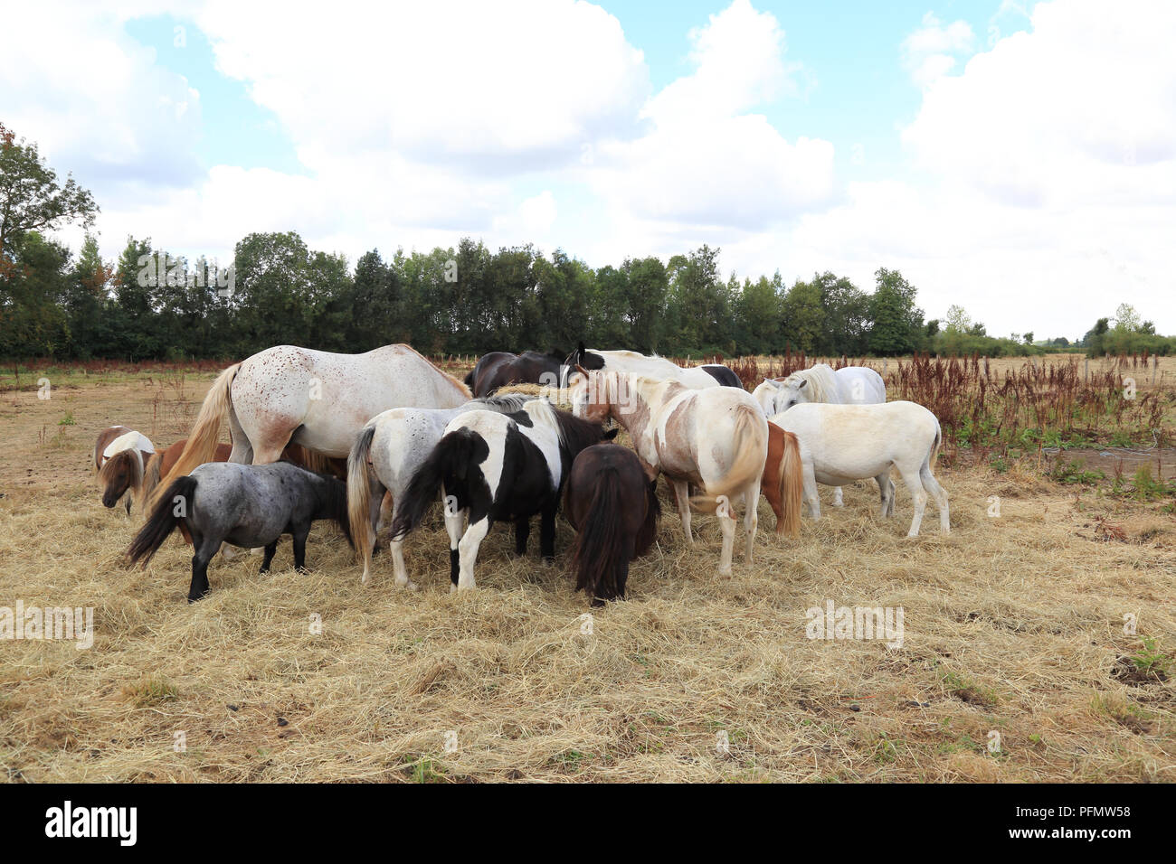 Una manada de caballos y ponys en un paddock Foto de stock