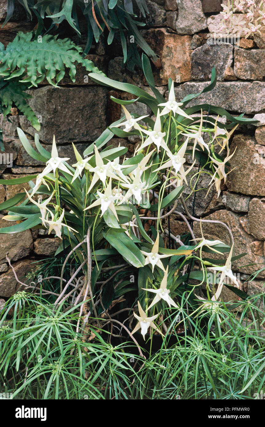 Hojas y flores de Angraecum sesquipedale (Darwin la orquídea, orquídea de  navidad, Estrella de Belén orquídea) creciente contra una pared Fotografía  de stock - Alamy