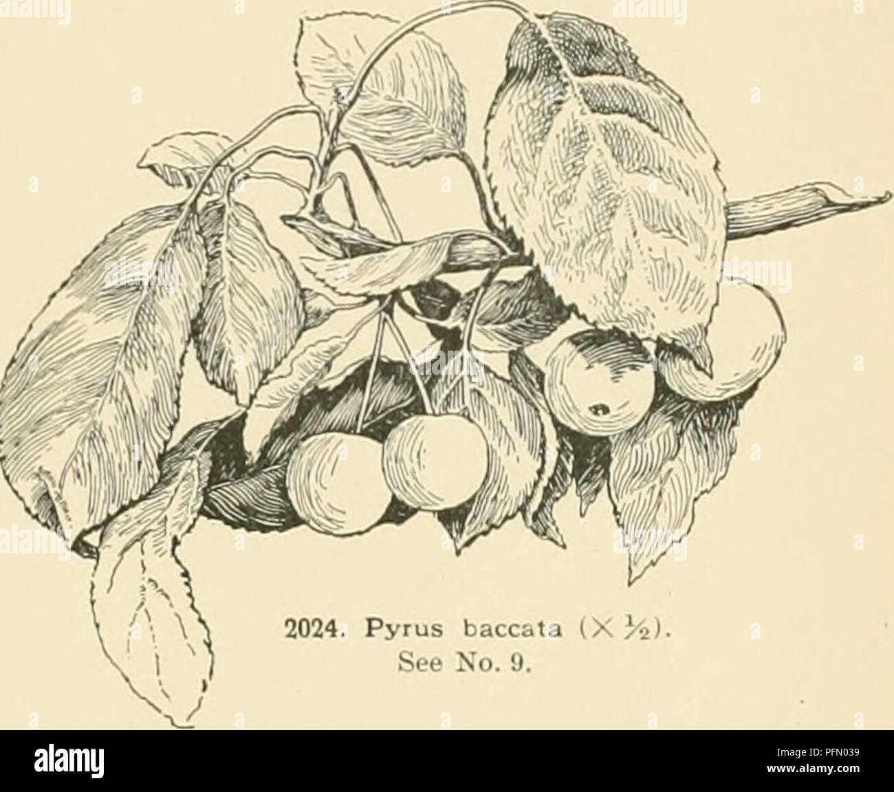 . Cyclopedia of American horticultura, compuesto de sugerencias para el cultivo de plantas hortícolas, las descripciones de las especies de frutas, hortalizas, flores y plantas ornamentales vendidos en los Estados Unidos y Canadá, junto con los Esbozos Biográficos y geográficos. Jardinería. Ki n arilo lia sahcifbha Pall â )iit,er I ^esarc UM..11J 1 1) uul moie mosth ob 11 o menos pjntoim il t )f P 6 Id Sit unci el 1 1 1 luous bcedlings de hari Ij tfotbcd lea^ts de /â * 11 trei volviendo''0 pies de altura e nombre) lau tolate iininatt lineal o completo o erj bite en corvnil s corto corto jdlow stemme 1 u 1 Foto de stock