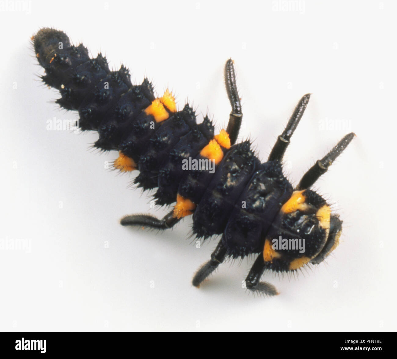 Naranja y negro Mariquita larva con seis patas Fotografía de stock - Alamy