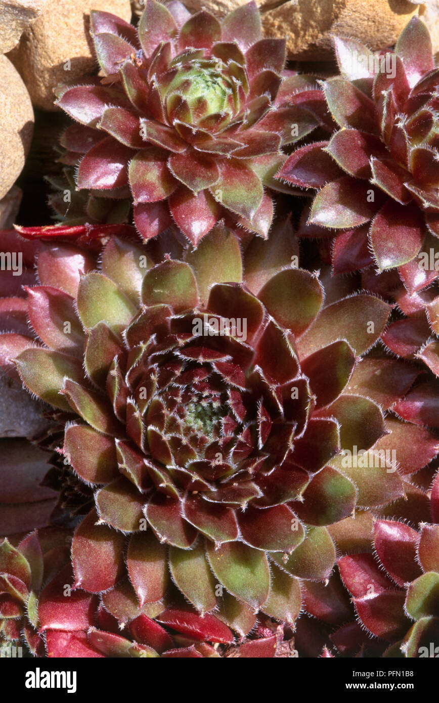 Sempervivum 'Royal Ruby" (Common Houseleek) planta decorativa con color rojo profundo hacia el centro de la roseta Foto de stock