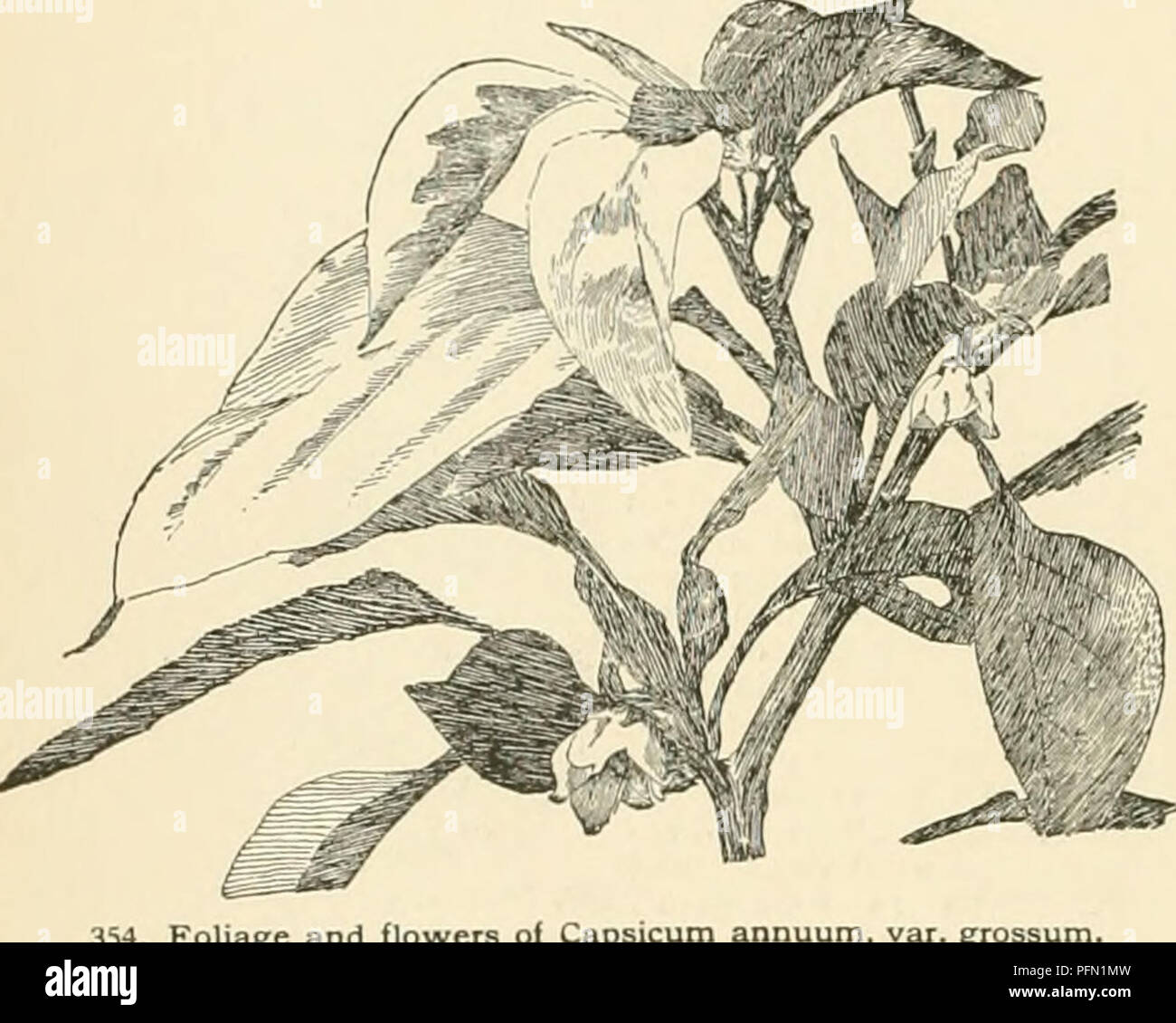 . Cyclopedia of American horticultura, compuesto de sugerencias para el cultivo de plantas hortícolas, las descripciones de las especies de frutas, hortalizas, flores y plantas ornamentales vendidos en los Estados Unidos y Canadá, junto con los Esbozos Biográficos y geográficos. Jardinería. 354. Y flores Foliaee oi Capsicum annuum Ruby Kmg Golden King brasileño dorada vertical vertical Var abbreviaturn bquash 1-1 n ili i' '' )/""" Velo G luteiim 1 1111 I s,,,tiri,, estaré ovales 2-4 en long III lull li I 1! I I I I 1 th longei aslongasor m tilt 1hii li 1 ii m i inodoro varían mientras este turbinate Foto de stock