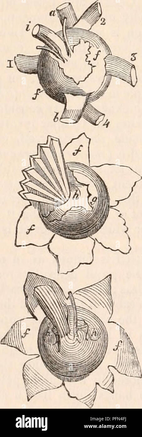 . La cyclopaedia de anatomía y fisiología. Anatomía; fisiología; Zoología. 1000 Piscis. Iris, es recopilada en numerosas y hermosas ra- diating pliegues (plicie ciliar); estos en grandes ojos, como en el Luna-fish (Orthagoriscus) por ejemplo, se ven cada uno de ellos, que constan de dos o tres minutos de pliegues, que corren hacia delante, se unen en uno y terminar en un punto en la circunferencia del iris, pero en ningún caso hacer proyectan libremente hacia adentro como dis- tinct procesos, así como para asemejarse a los cilios de Mammiferous Vertebrata. El plicae ciliar, así como la mayor parte de la posterior Foto de stock