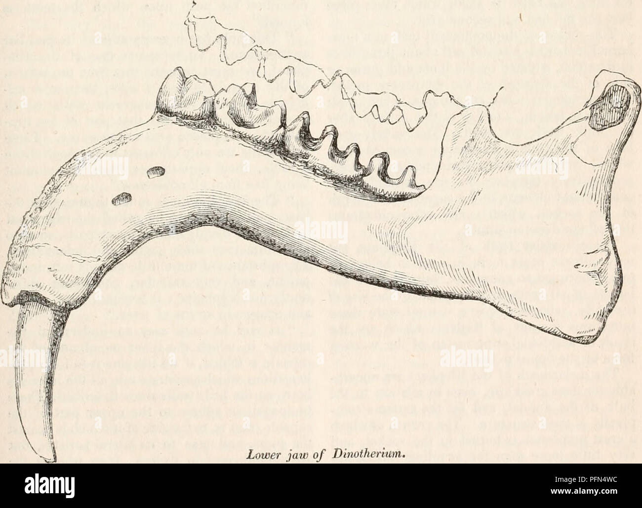 . La cyclopaedia de anatomía y fisiología. Anatomía; fisiología; Zoología. PACHYDERMATA. 867 especies de transición, extintos, como la Macrauchenia, el rinoceronte adulto no hay rastros de dientes caninos son visibles, pero el Profesor Owen consiguió de- tecting su existencia en un rudimentario condi- ción en el feto madura de los rinocerontes Indicus, aunque tanto los dientes y sus zócalos desaparecen a una edad muy temprana. La gran hiato que en la serie de mamíferos existentes divide el Rinoceronte de la Danta, y esto desde el elefante, fue una vez rellenado por interesante que durante largo tiempo han convertido en PU Foto de stock