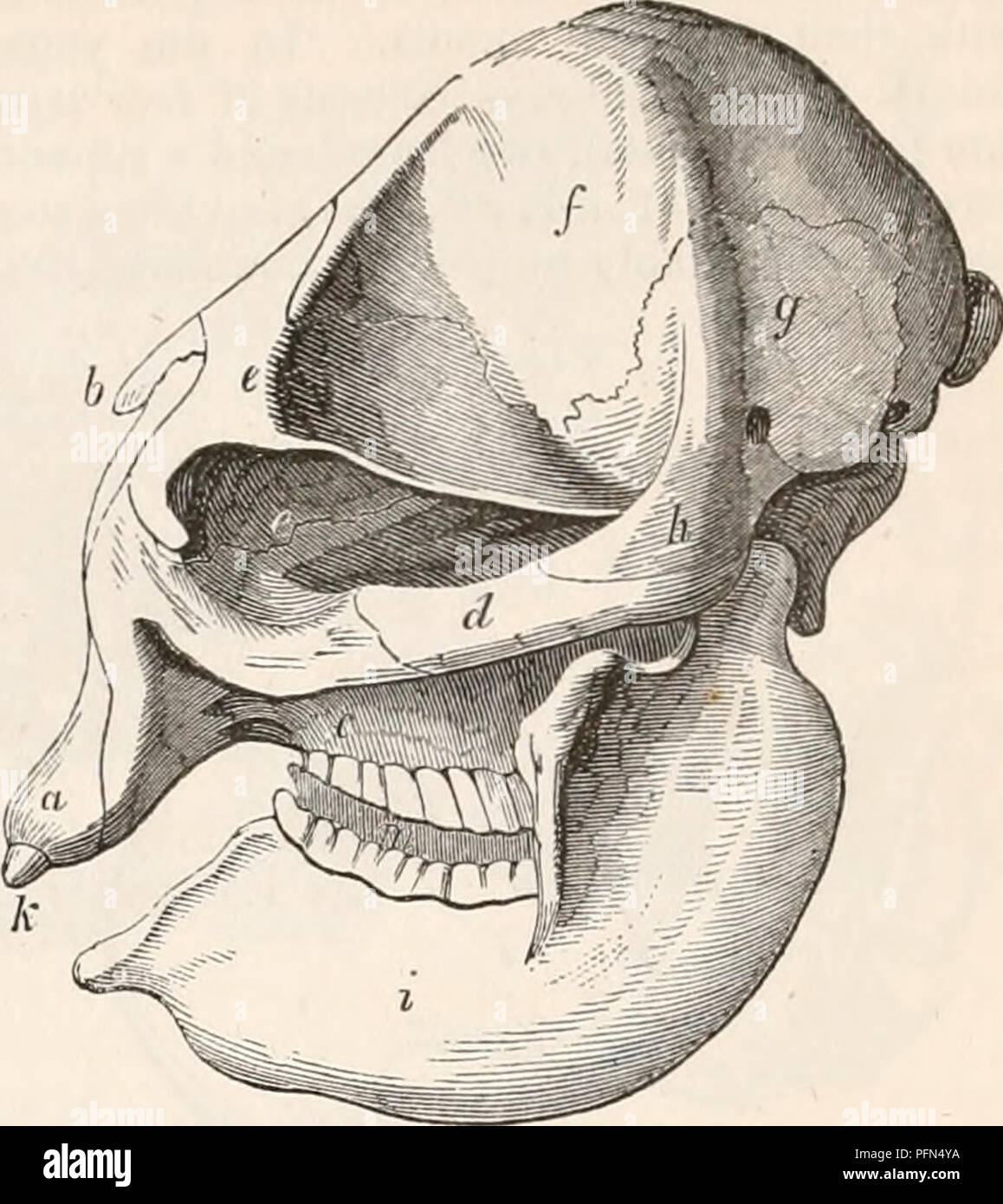 . La cyclopaedia de anatomía y fisiología. Anatomía; fisiología; Zoología. PACHYDERMATA. 859 El grado de desarrollo de hocico de cerdo y el semi-elefante nariz del Tapir. Los siguientes géneros de Pachydermatous cuadrúpedos se han distinguido por natu- ralists, muchos de los cuales todavía están en existencia, pero la mayoría se satisfacen con sólo en un estado fósil, los nombres de éstas están impresos en cursiva. Fig. 465. Hipopótamo Toxodon Coryphodon Acerotherium Elasmotherium Macrauchenia Hexuprotodon un n thracotli erium Chceropotamus Dichobune Hyracotherium. Elephas, (fig. 464'J Mastodo Foto de stock