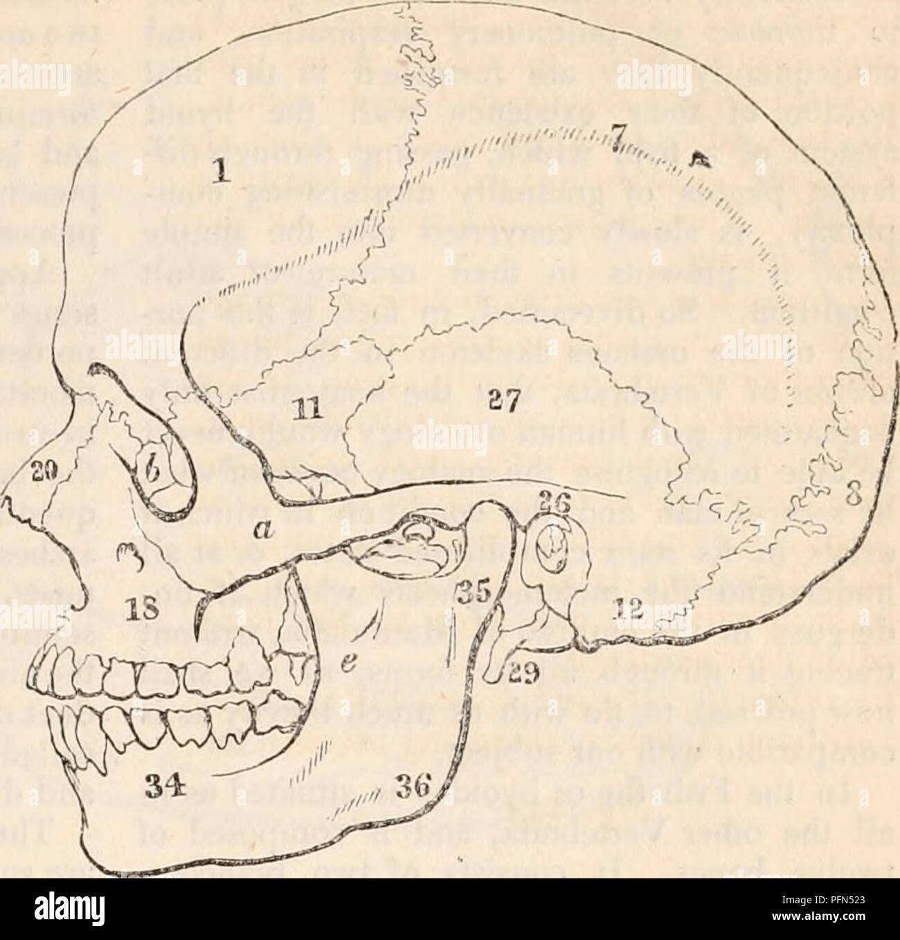 La cyclopaedia de anatomía y fisiología. Anatomía; fisiología; Zoología.  Sistema óseo. (COMP. ANAT.) 833 La estiloide &amp;0wes(29)3 simples  rudimentos en el esqueleto humano, anchylosed con el resto de los huesos  temporales,