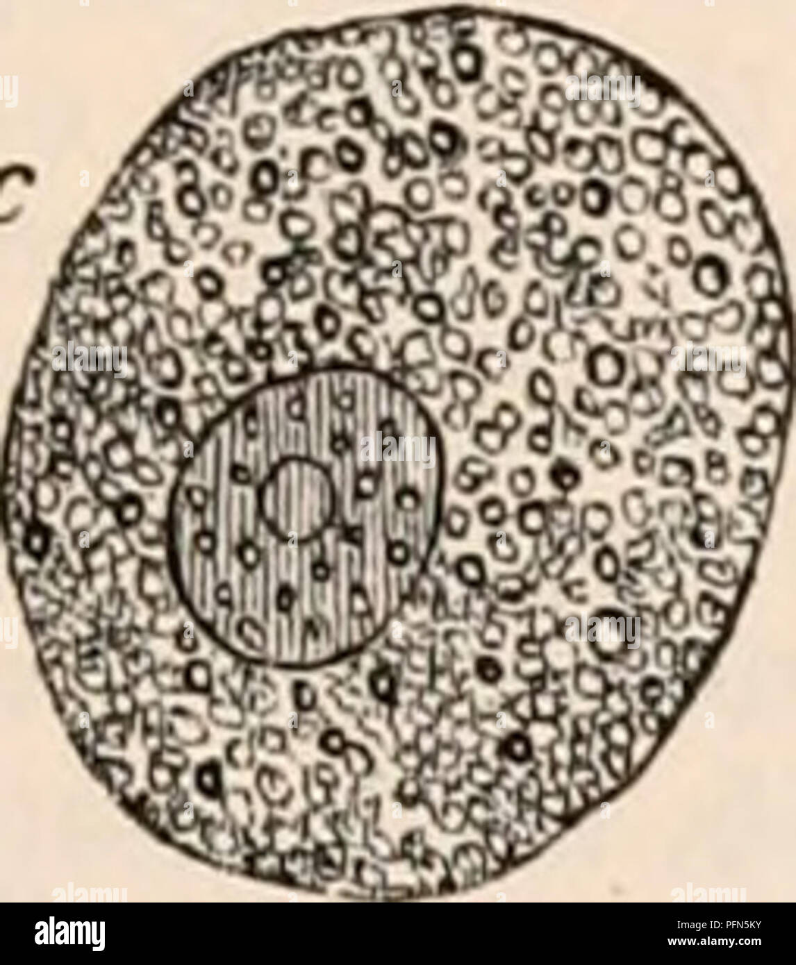 . La cyclopaedia de anatomía y fisiología. Anatomía; fisiología; Zoología. . Por favor tenga en cuenta que estas imágenes son extraídas de la página escaneada imágenes que podrían haber sido mejoradas digitalmente para mejorar la legibilidad, la coloración y el aspecto de estas ilustraciones pueden no parecerse perfectamente a la obra original. Todd, Robert Bentley, 1809-1860. Londres, Sherwood, Gilbert, y Piper Foto de stock