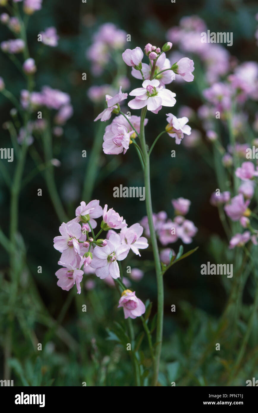 Cardamine pratensis 'Flore Pleno' (Lady's smock), tallos de flores de violeta, de cerca Foto de stock