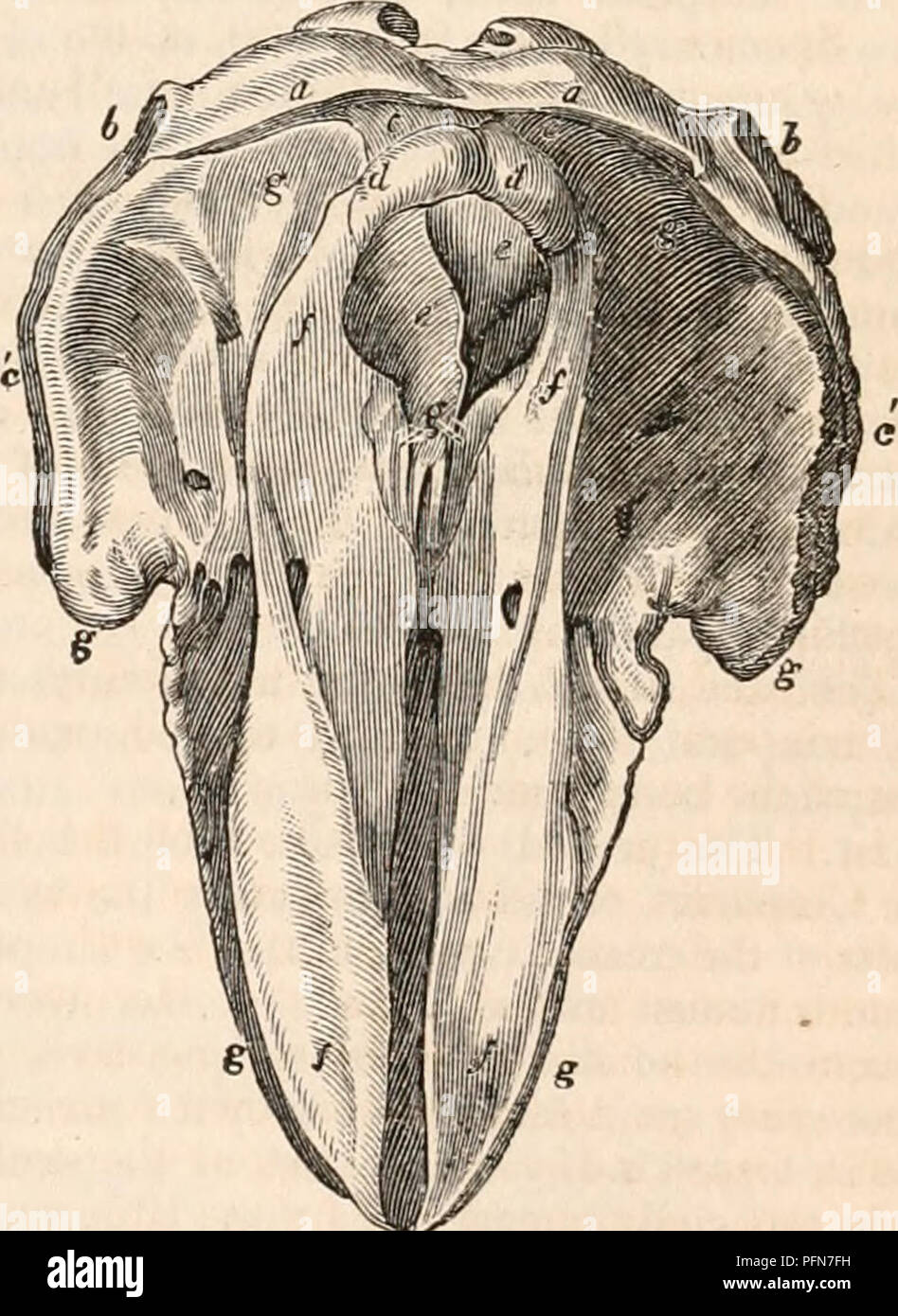 Lachrymal Bone Fotos e Imágenes de stock - Alamy