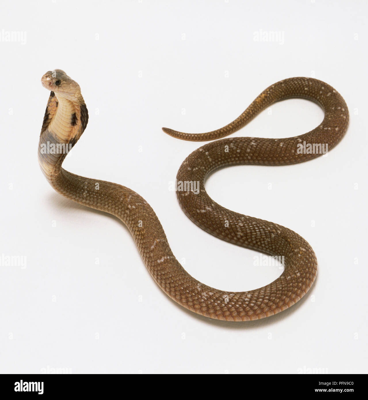 Monocled Cobra difundiendo el capó para hacer la cabeza se ven más grandes. La serpiente es de color marrón con motas pálido en las escalas. Foto de stock