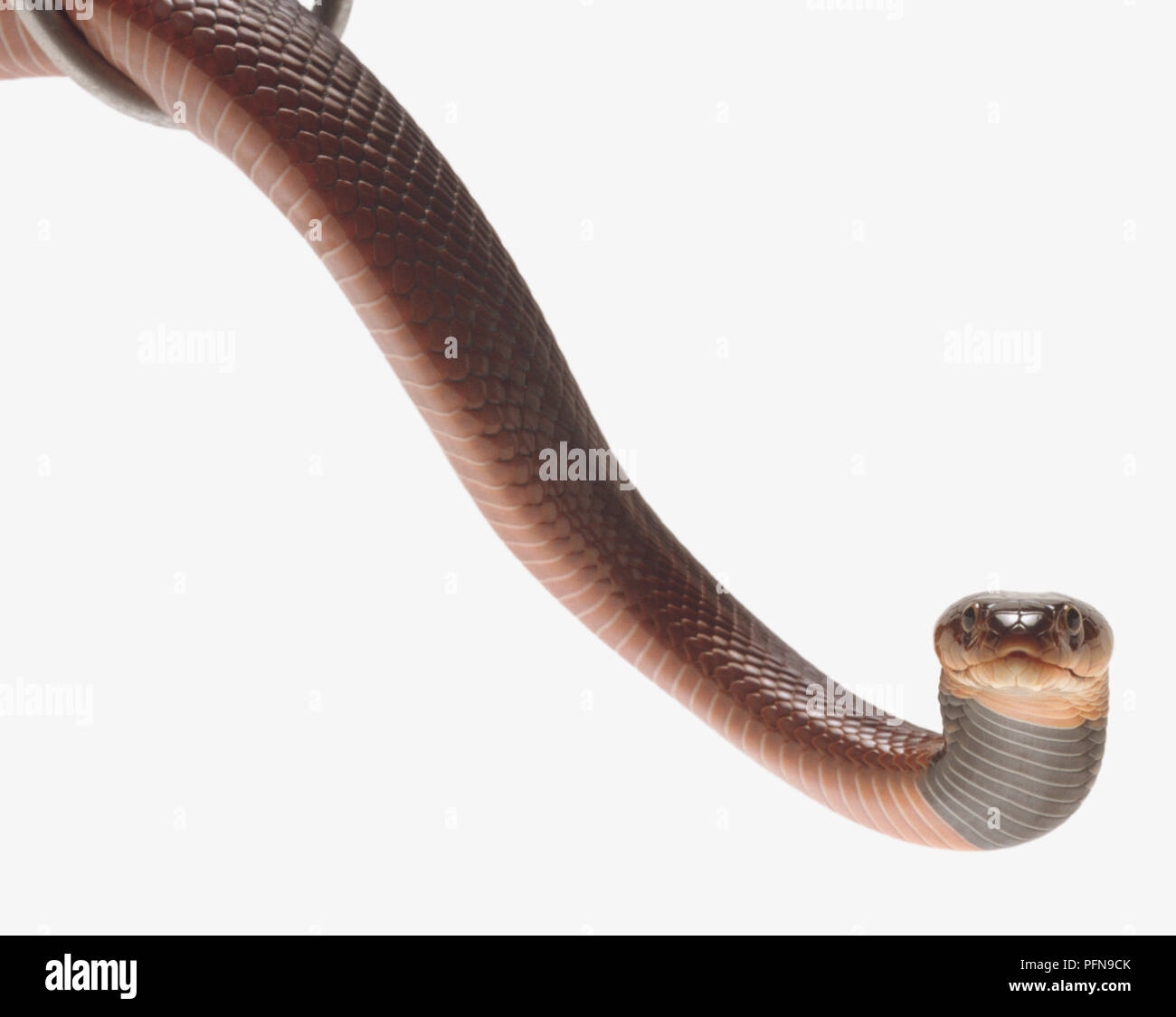 Vista frontal de la cabeza de un rojo Cobra escupiendo veneno mostrando las glándulas localizadas debajo de los ojos. La mayor parte de la cabeza está muy por detrás de los ojos, reduciendo bruscamente hacia el hocico. Una banda oscura es visible en la garganta. Foto de stock